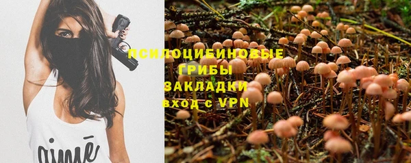 стаф Тайга