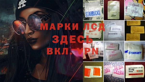 стаф Тайга